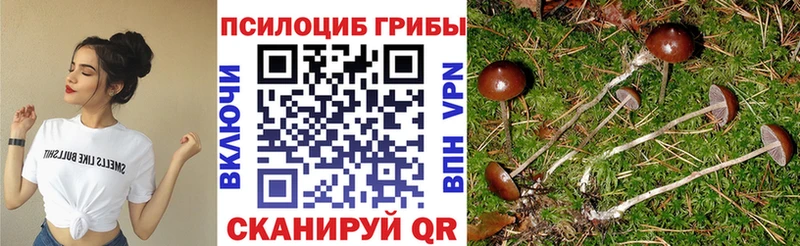 Купить  Холмск  Псилоцибиновые грибы Psilocybine cubensis 